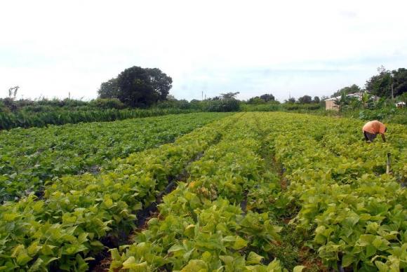 A boa notícia vem da agricultura: safra de 206 milhões de toneladas de grãos