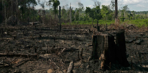 Pela primeira vez, fundo internacional vai bancar Ibama