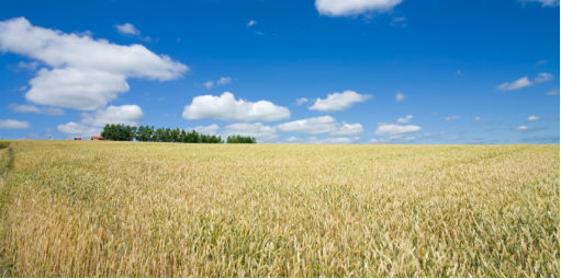 Cade investiga prática de cartel na venda e no preço do trigo