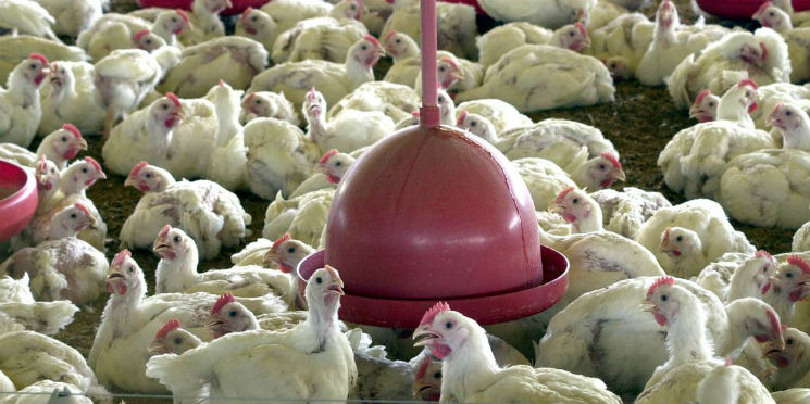 Perdigão recolhe lotes de frango proibidos pela Anvisa