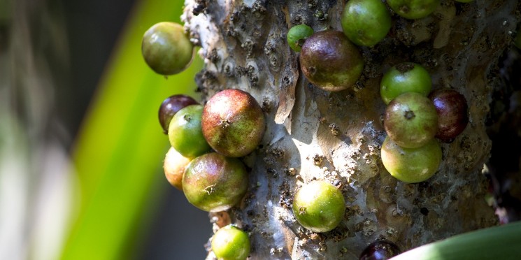 Desagravo às jabuticabas