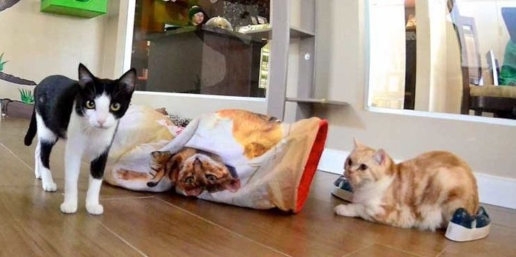 Clientes bebericam café cercados por bichanos