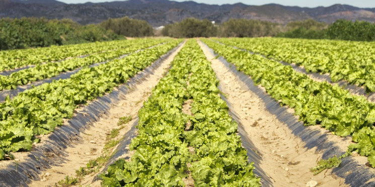 Um raio-x da economia paulista