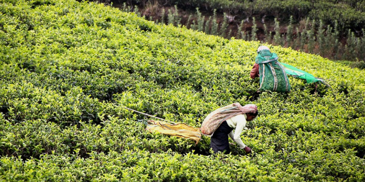 Consumidores pagarão 35% a mais por produtos sustentáveis 