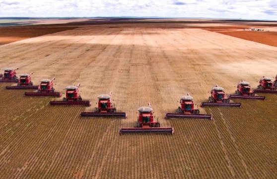 Área a ser colhida em 2025 é de 81,4 milhões de ha, 3% maior que a de 2024