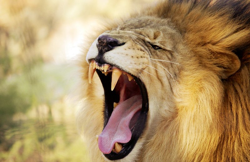 Com tabela do IRPF desatualizada, mordida do leão alcança mais contribuintes