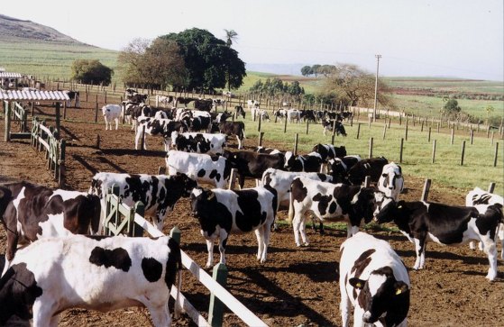 Exportações de carne bovina batem recorde em 2025; receita cresce 40%