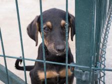 Câmara aprova projeto que obriga pet shop a estimular adoção de animais