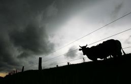 Com ou sem tarifaço, carne brasileira é sucesso global 