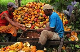 Tarifaço pode gerar perda de R$ 180 mi para a indústria de cacau brasileira