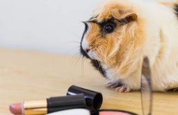 Projeto que proíbe cosméticos testados em animais avança na Câmara