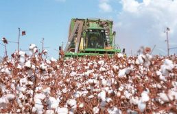 Brasil supera EUA e passa a ser o maior exportador de algodão 