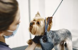 Sebrae promove semana de capacitação gratuita para MEIs