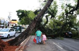 Cidade de SP terá novo inventário arbóreo até 2027