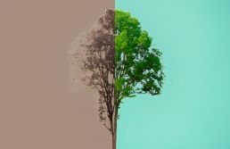 Entenda os pontos críticos da Lei Geral do Licenciamento Ambiental 