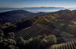 Pinhal, a cidade que atrai empresários para o ramo do vinho