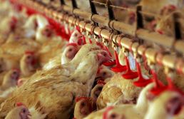 País registra recordes no abate de bovinos, aves, suínos e na produção de ovos em 2024