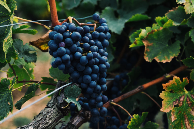 Vinhos paulistas são premiados como os melhores do mundo em 2026