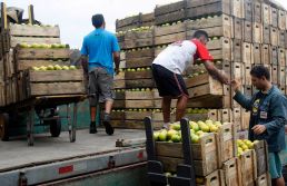 Indicador de preço dos alimentos no atacado da Ceagesp sobe 1,15% em agosto
