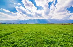 Glossário do Empreendedor: o que é "Greenfield"