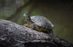 O 'jabuti' de 2026: governo transformou Lucro Presumido em benefício fiscal 