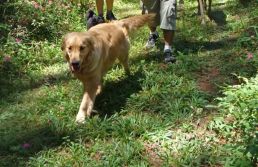 Quais regiões da cidade de SP oferecem melhor qualidade de vida para cães?