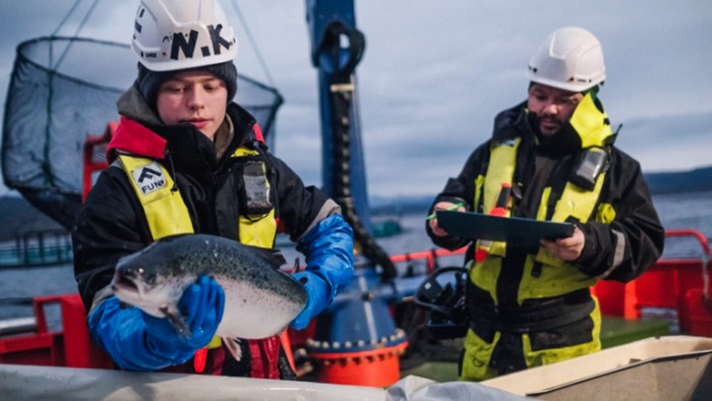 Importações brasileiras de salmão do Chile aumentaram 125% entre 2020 e 2024